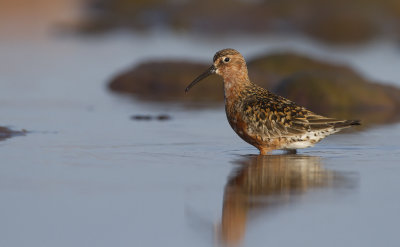 Curlew sandpiper (Calidris ferruginea)