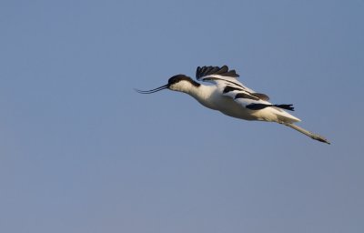 Avocet  (Avosetta avosetta)