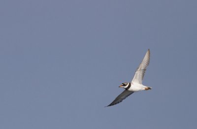 Common ringed plover (Charadrius hiaticula)