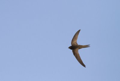 Common swift - Tornseglare (Apus apus)