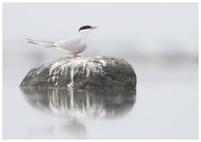 Arctic Tern (Sterna paradisaea)