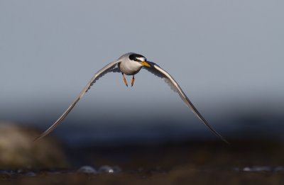 Little tern (Sterna albifrons)