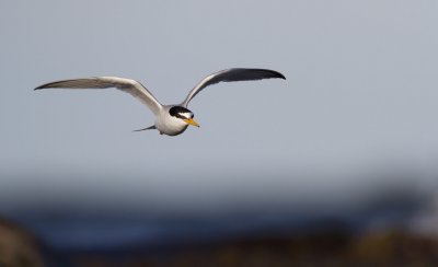 Little tern (Sterna albifrons)