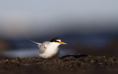 Little tern (Sterna albifrons)