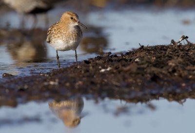 Little stint (Calidris minuta)