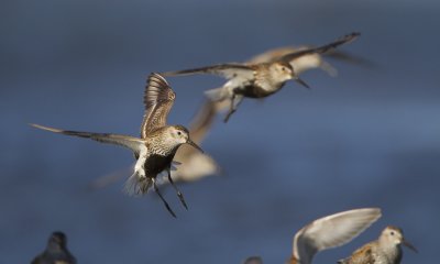 Dunlins  (Calidris alpina)