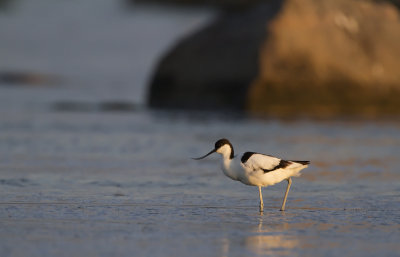 Avocet  (Avosetta avosetta)