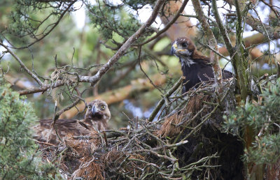 Golden eagle (Aquila chrysaetos)