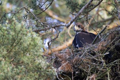 Golden eagle (Aquila chrysaetos)