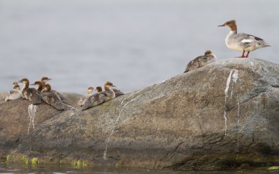 Red breasted merganser - Smskrake (Mergus serrator)