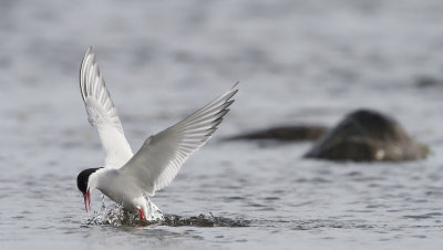 Arctic Tern (Sterna paradisaea)