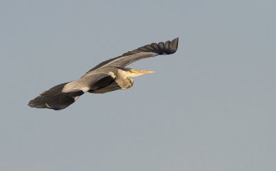 Grey Heron (Ardea cinerea)