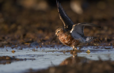 Curlew sandpiper (Calidris ferruginea)