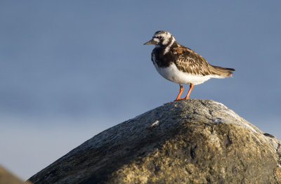 Ruddy turnstone (Arenaria interpres)