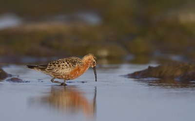 Curlew sandpiper (Calidris ferruginea)