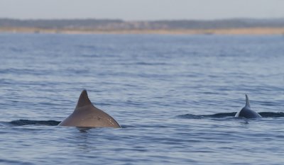 Harbour porpoise - Tumlare (Phocoena phocoena)