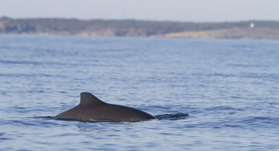 Harbour porpoise - Tumlare (Phocoena phocoena)