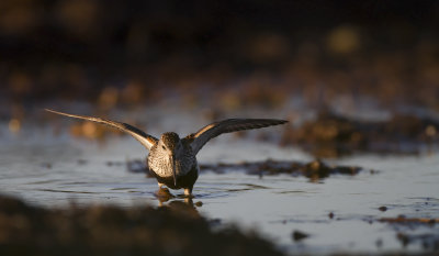 Dunlin (Calidris alpina)