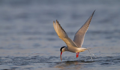 Arctic Tern (Sterna paradisaea)