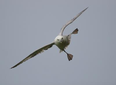 fulmar