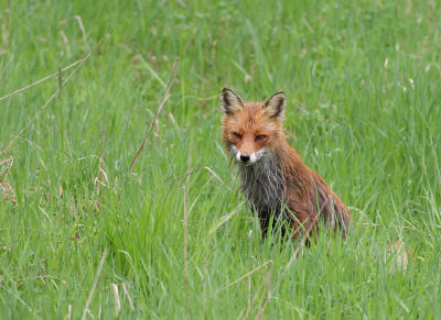 red fox