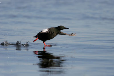 Black guillemot