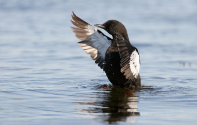 Black guillemot
