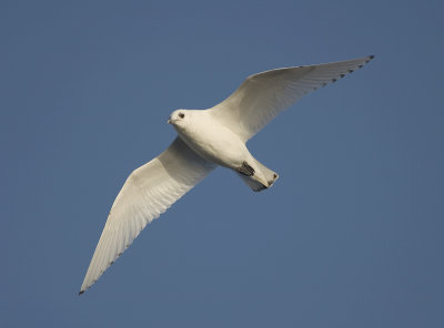 Ivory gull