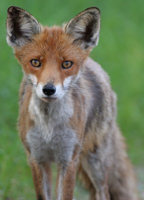 Red fox  with scab