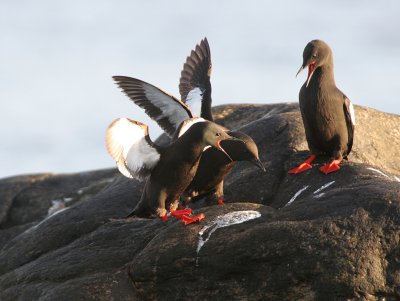 displaying