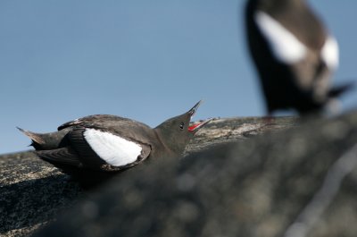 Black guillemot