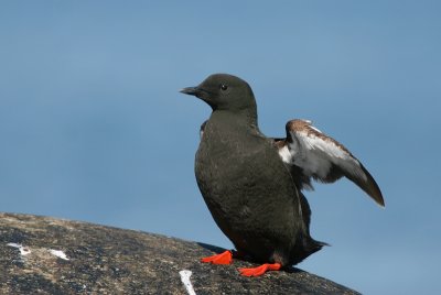 black guillemot
