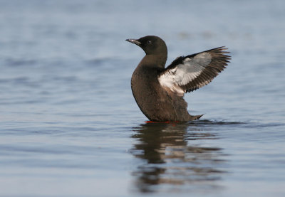 Black guillemot