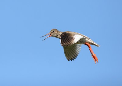 redshank