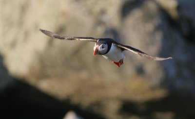 Puffin