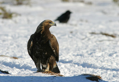 Golden eagle