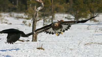 Golden eagle