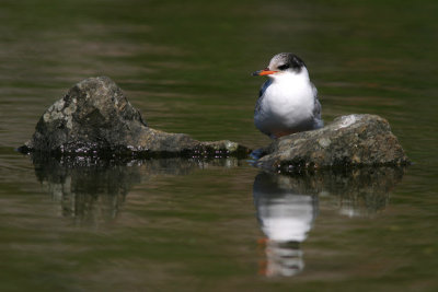 Common tern immature