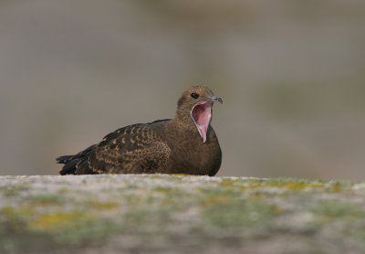 Juvenile Arctic skua