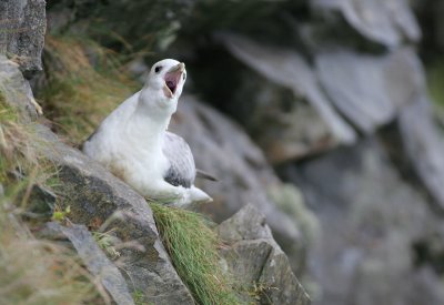 Fulmar