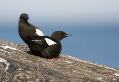 Black guillemot