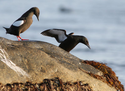 Black guillemot