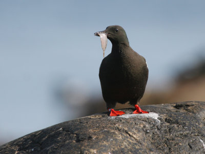 Black guillemot