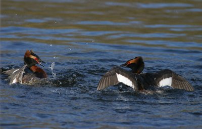 Territorial fight