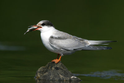 Juvenile Common tern