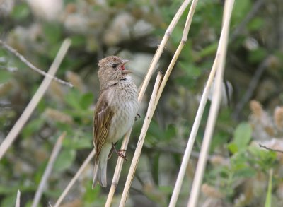 Juvenile Scarlet rosefinch (Carpodacus erythrinus)