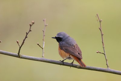 Redstart (Phoenicurus phoenicurus)