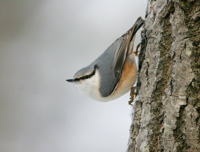 Nuthatch (Sitta europaea)