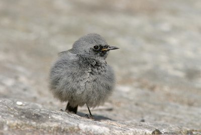 Black redstart (Phoenicurus ochruros)