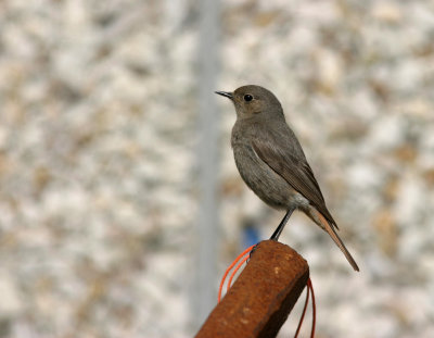 Female Black redstart (Phoenicurus ochruros)